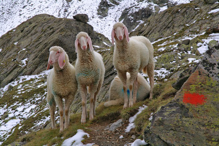 Moutons