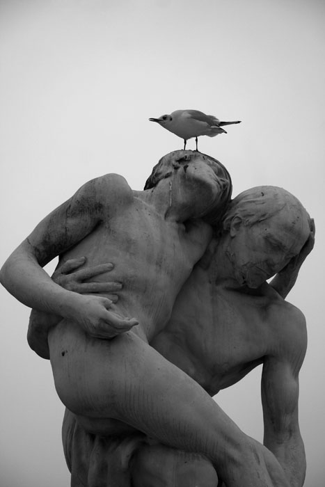 Vindictive bird