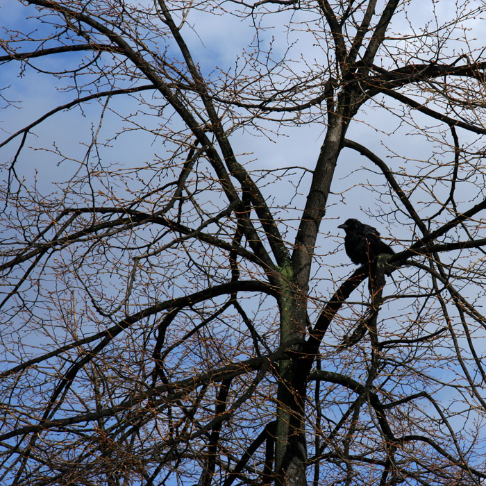 Maitre Corbeau