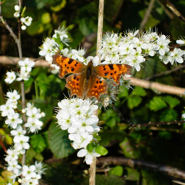 Papillon