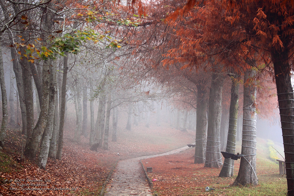 Autumnal Mist