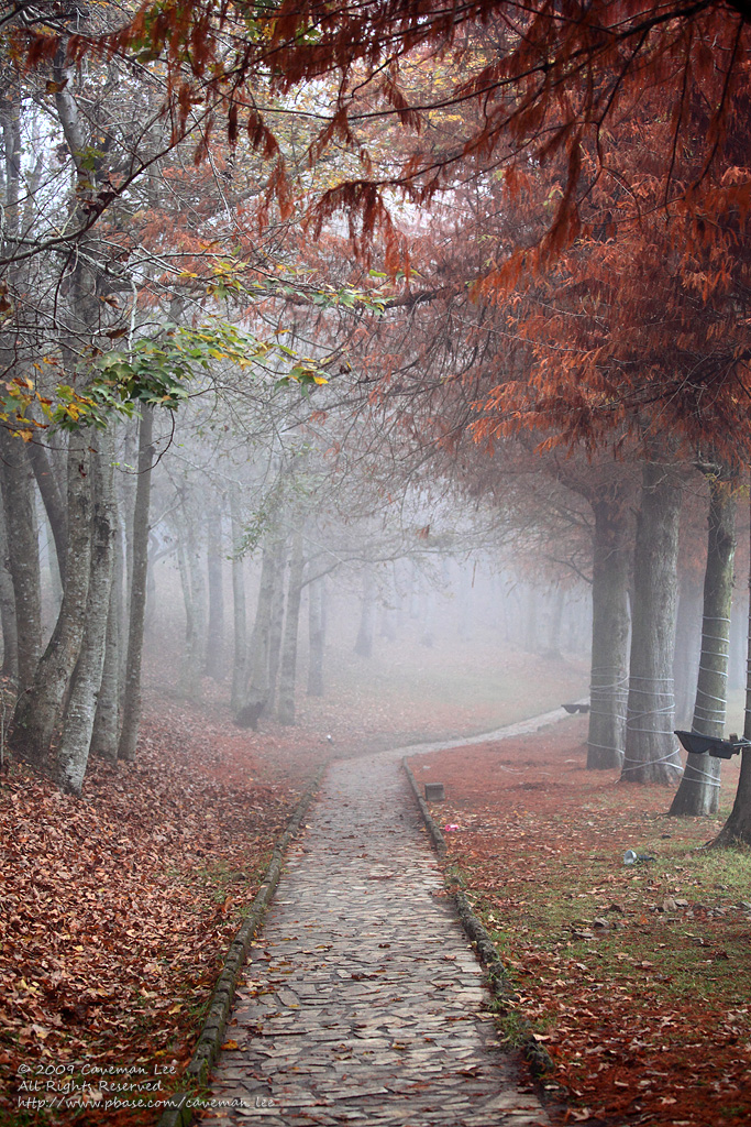 A misty path