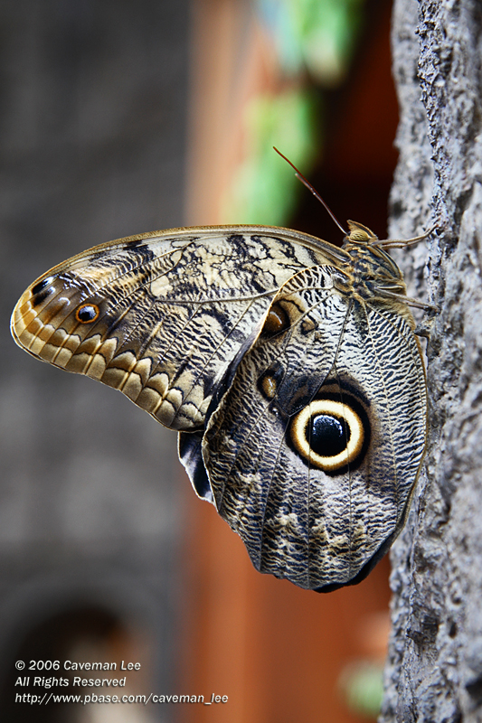 Butterfly (Caligo atreus)