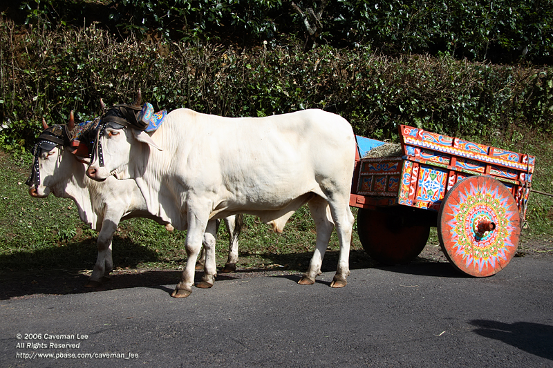 Ox Cart