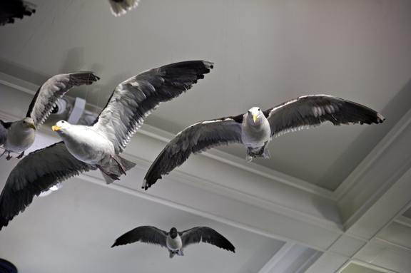 Birds 9300