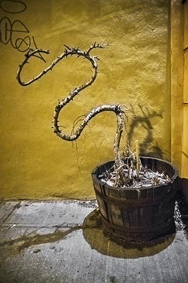 Tree, St. Felix Street