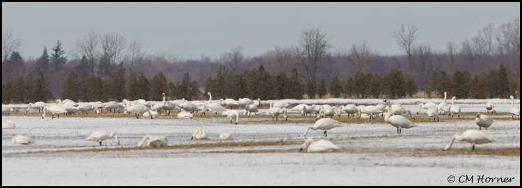 0673 Tundra Swans.jpg