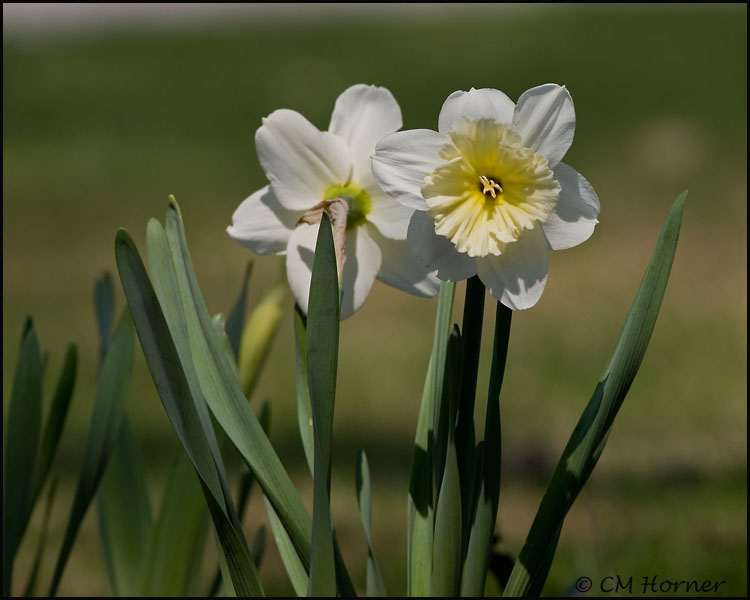 0898 Daffodils.jpg
