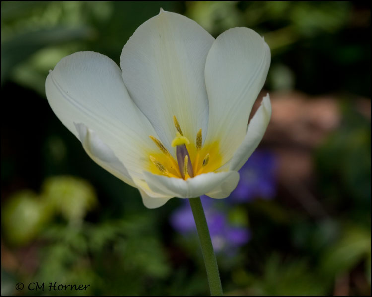 0917 White Tulip.jpg