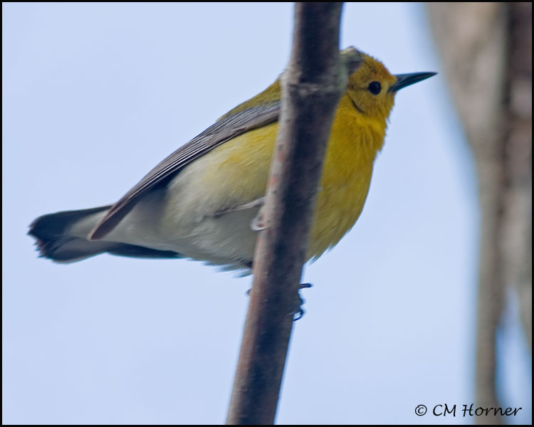 1172 Prothonotary Warbler.jpg