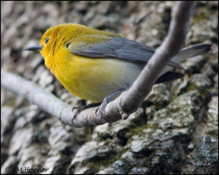 1175 Prothonotary Warbler.jpg