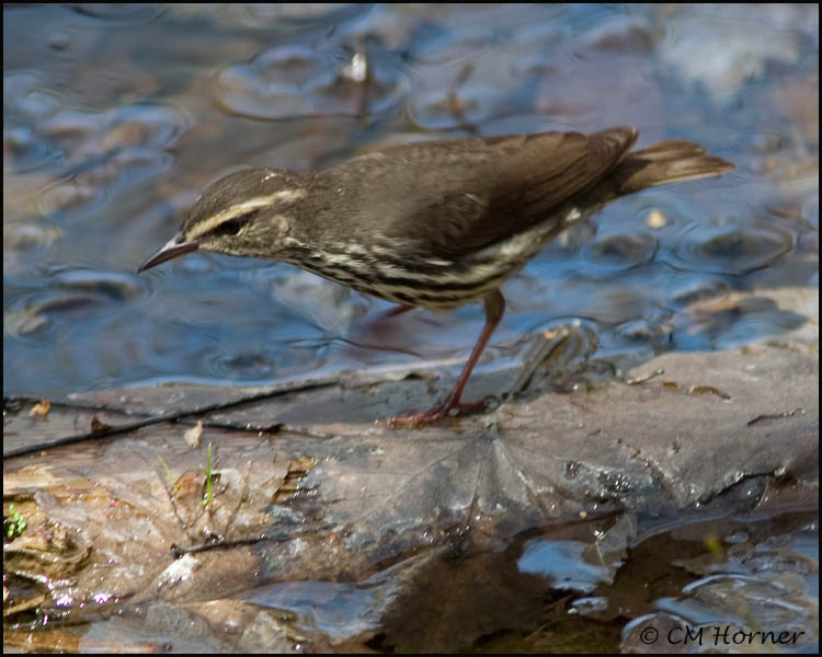 1218 Northern Waterthrush.jpg