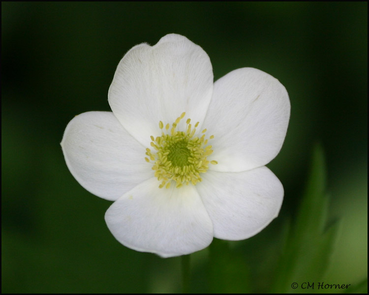 1501 Canada Anemone