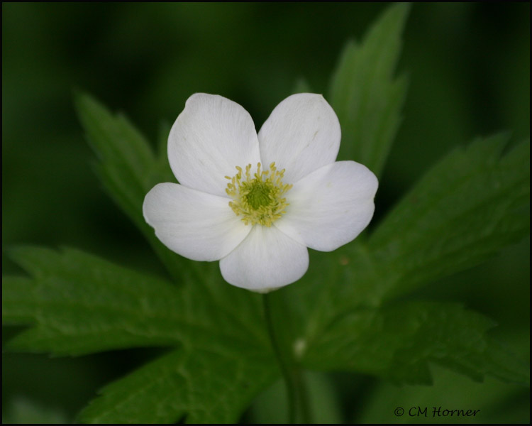 1502 Canada Anemone