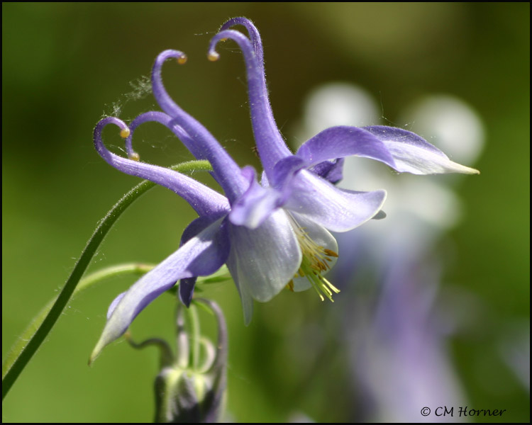 1508 Columbine.jpg