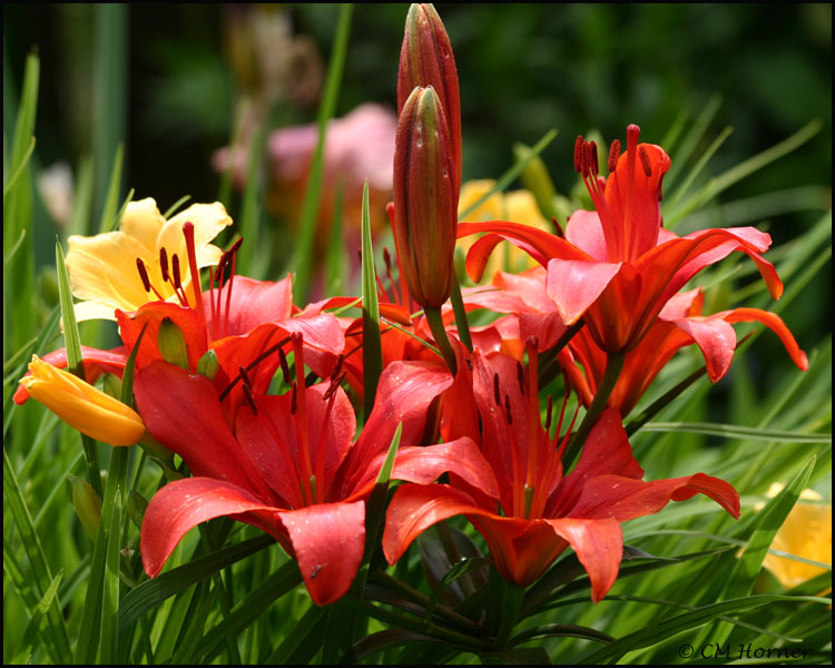 0916 Bouquet of Lilies.jpg