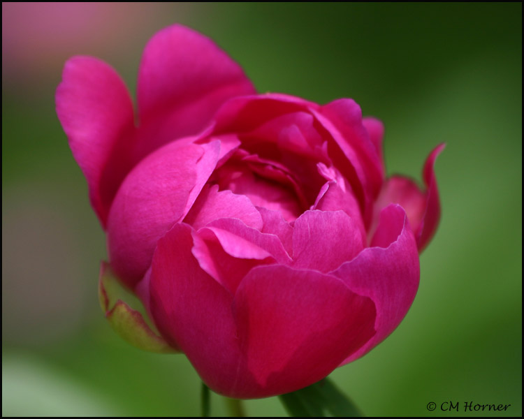 0930 Peony Bud.jpg