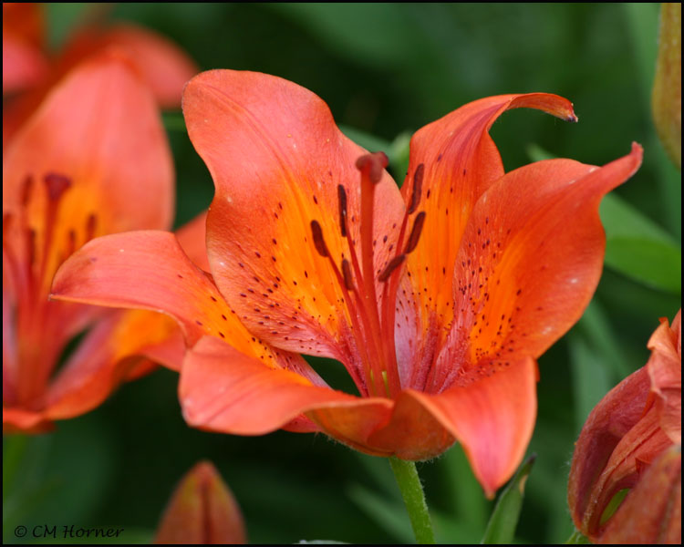0933 Lilies.jpg