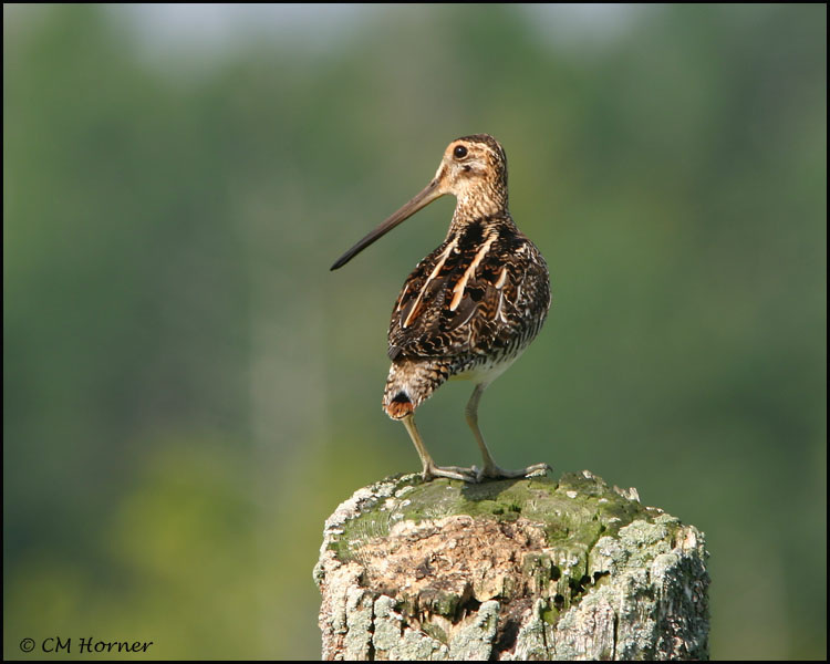 0990 Wilsons Snipe.jpg