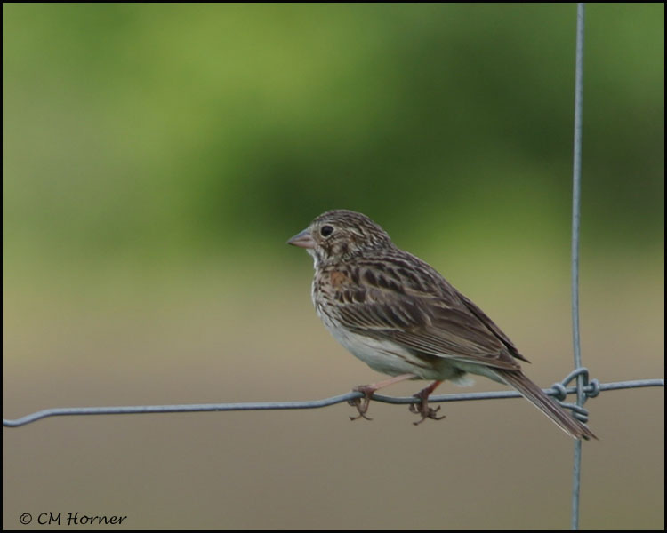 1183 Vesper Sparrow.jpg