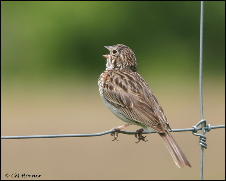 1191 Vesper Sparrow.jpg