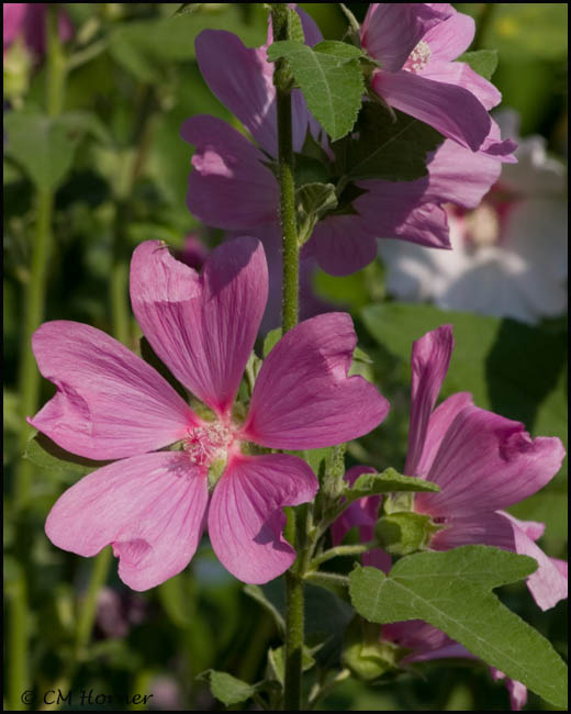 1489 Purple Flowers.jpg