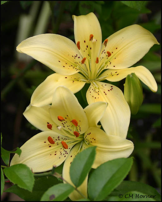 1505 Lemon-yellow Lilies.jpg
