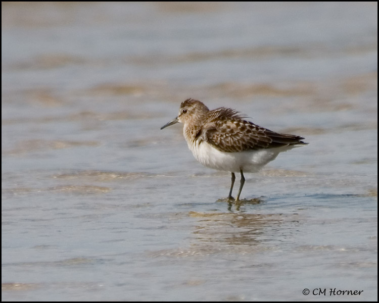 1994 Least Sandpiper.jpg