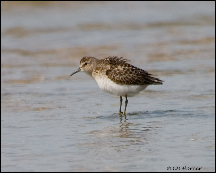 1995 Least Sandpiper.jpg