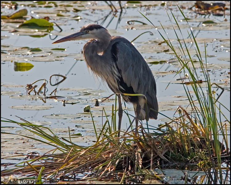 2079 Great Blue Heron.jpg