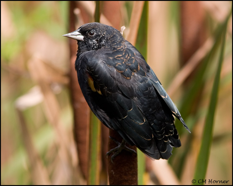 2231 Red-winged Blackbird no tail.jpg