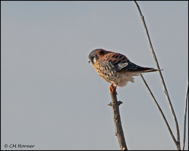 0070 American Kestrel male.jpg