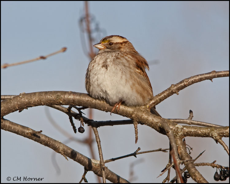0088 White-throated Sparrow.jpg