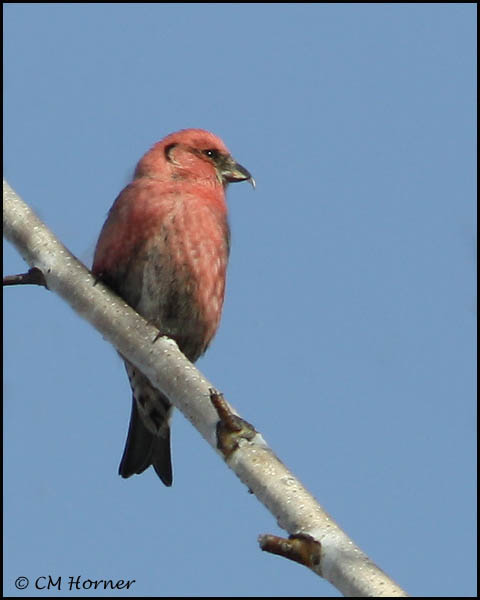 0123 White-winged Crossbill.jpg