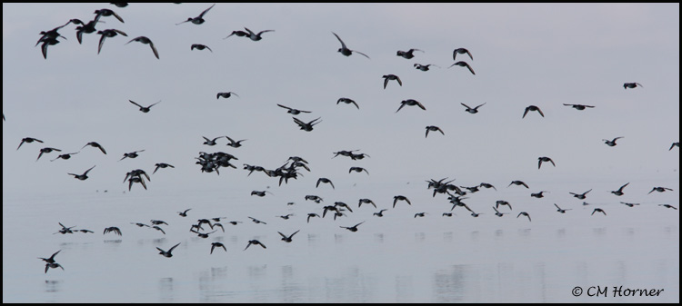 0149 Scaup.jpg