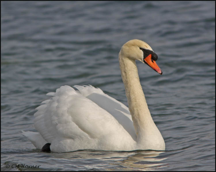 0467 Mute Swan.jpg