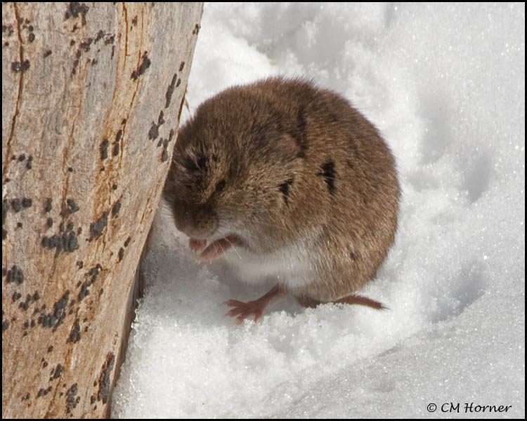 0507 Vole.jpg