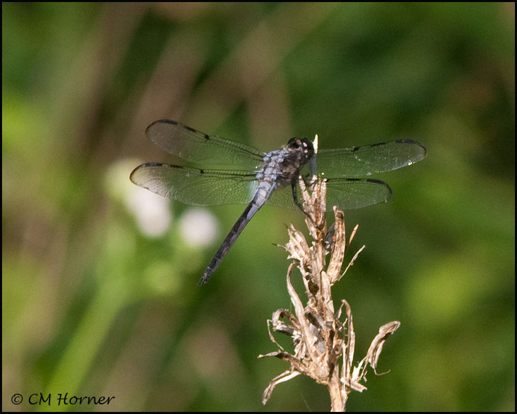 1691 Bar-winged Skimmer male