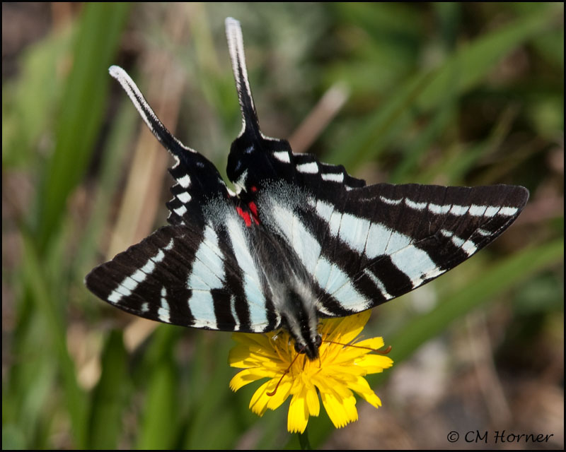 1725 Zebra Swallowtail summer form