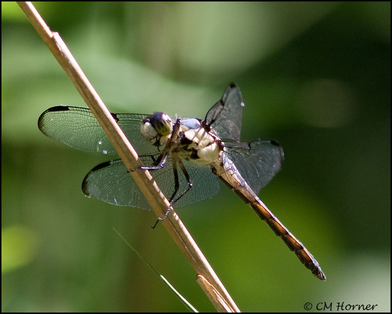 1774 Great Blue Skimmer female