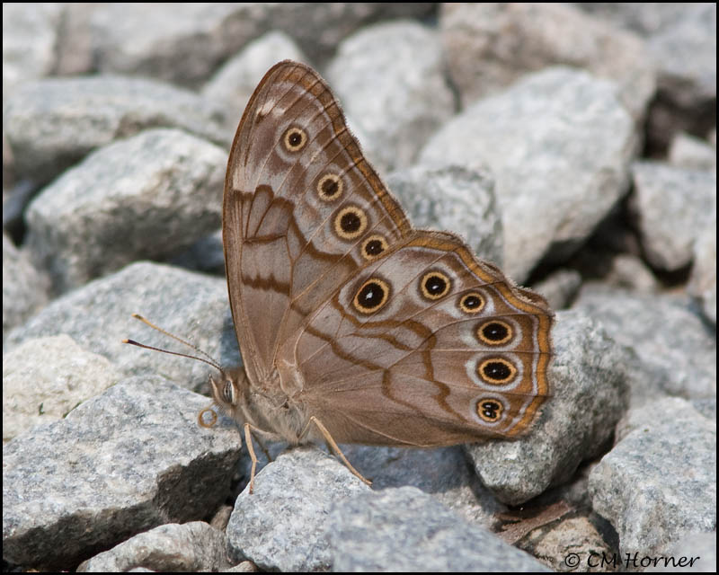 1806 Creole Pearly Eye.jpg