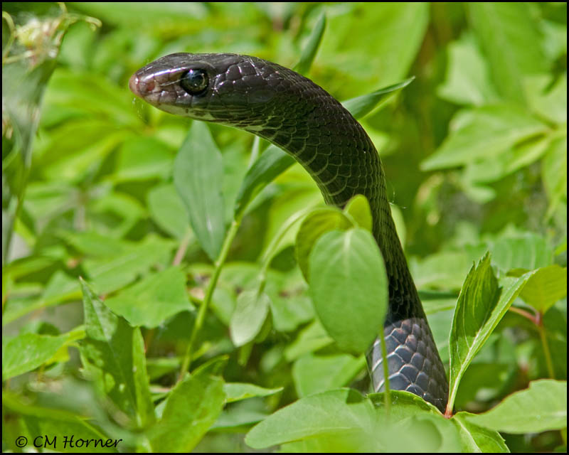 1811 Northern Black Racer.jpg