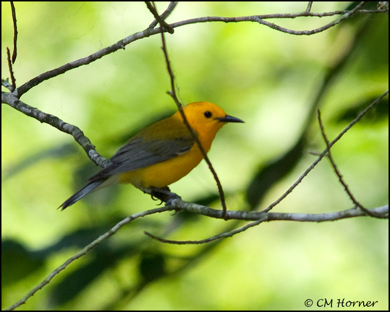 1803 Prothonotary Warbler.jpg