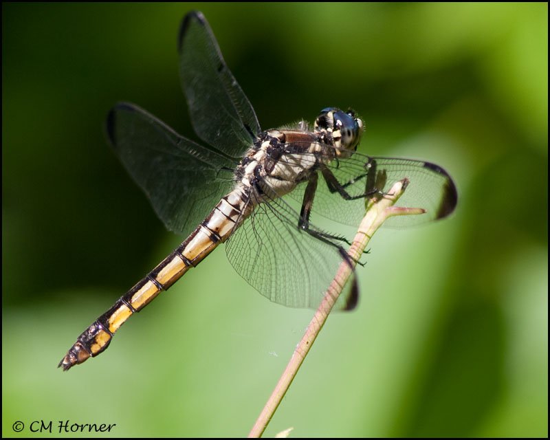 1826 probable Great Blue Skimmer juv female