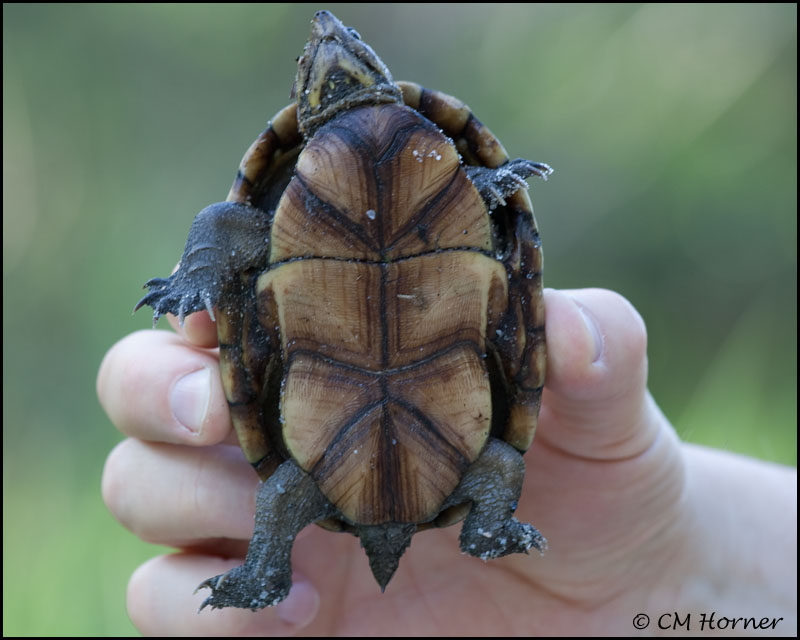 1857 Eastern Mud Turtle