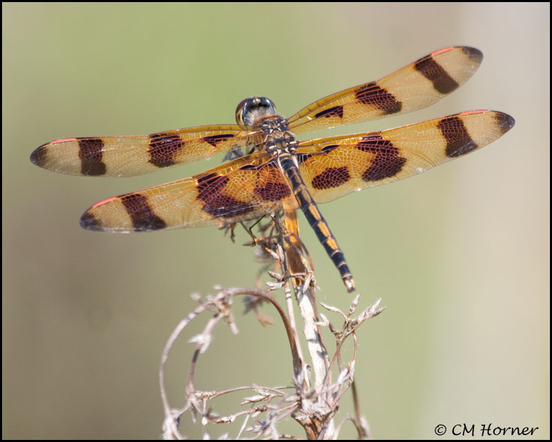 1872 Halloween Pennant.jpg