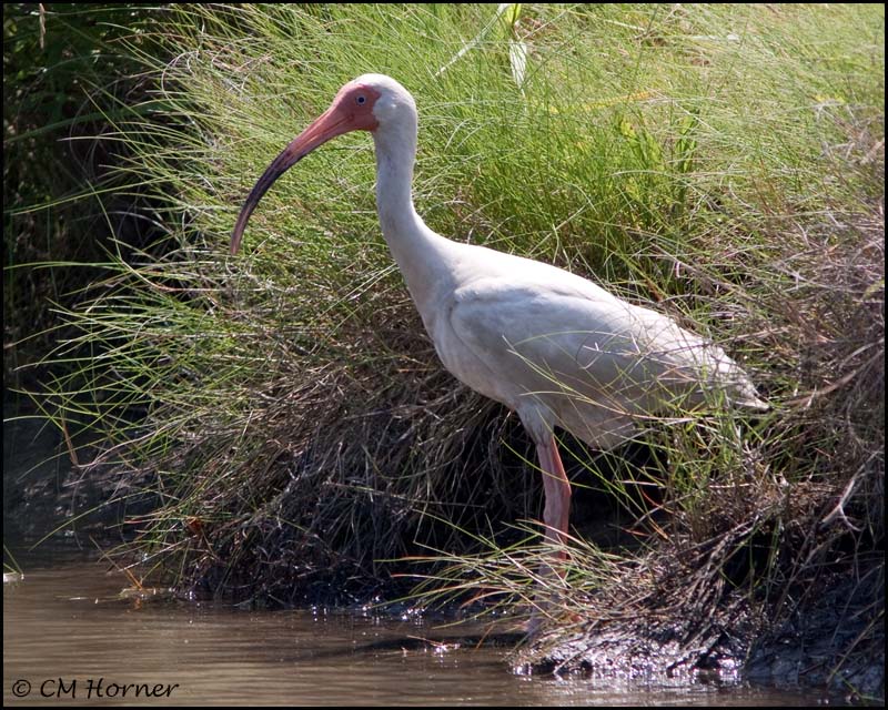 1908 White Ibis.jpg