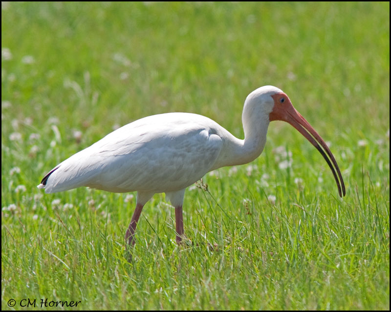 1924 White Ibis.jpg