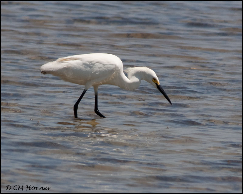1993 Snowy Egret.jpg