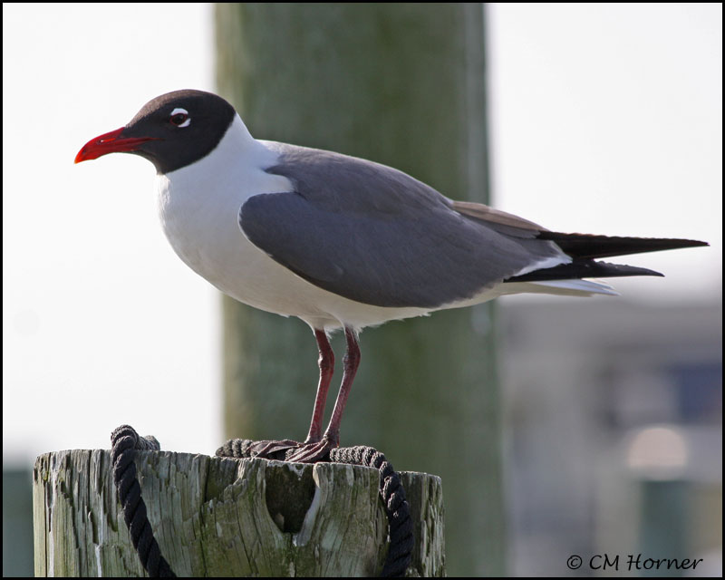 2023 Laughing Gull.jpg